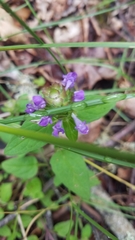 Prunella vulgaris vulgaris