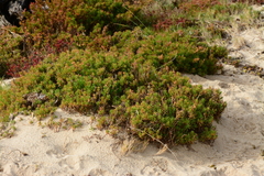 Suaeda australis