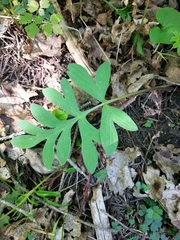 Hydrophyllum capitatum