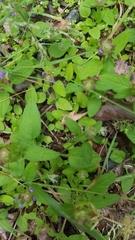 Prunella vulgaris vulgaris