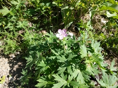 Geranium viscosissimum