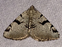 Macaria bitactata