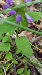 Prunella vulgaris vulgaris
