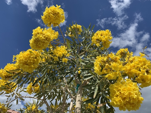 Tabebuia aurea