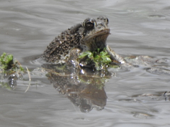 Anaxyrus compactilis