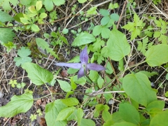 Clematis occidentalis