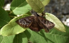 Ephyriades brunnea