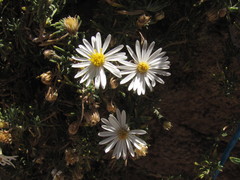 Diplostephium meyenii