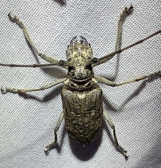 Monochamus notatus