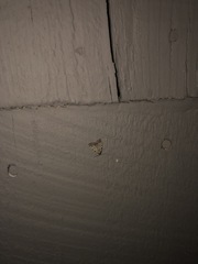 Dyspyralis puncticosta