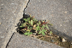 Oxybasis glauca glauca