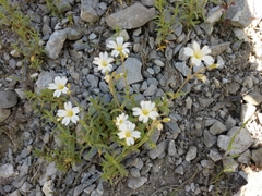 Cerastium beeringianum