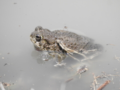 Anaxyrus compactilis