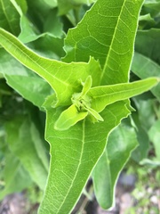 Rudbeckia occidentalis