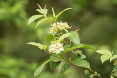 Cornus sericea occidentalis
