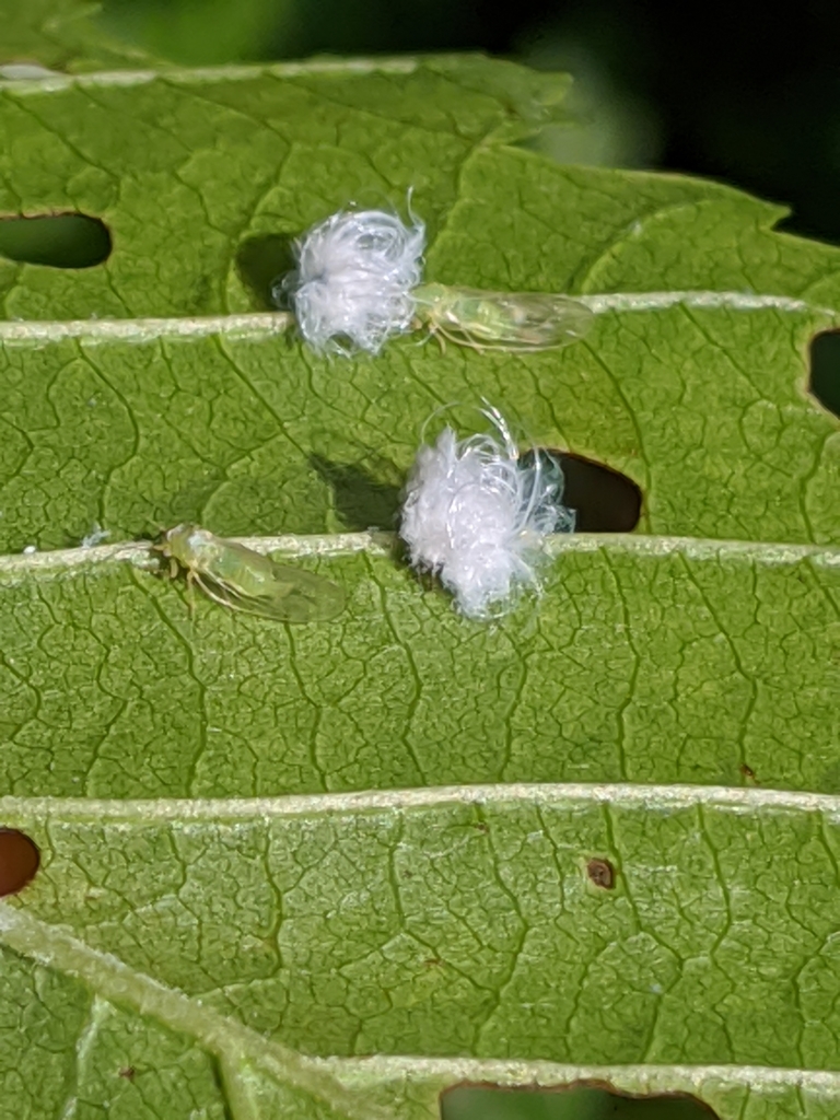 Cottony Alder Psyllid