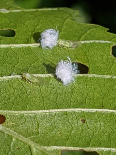 Cottony Alder Psyllid