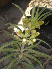 Asclepias emoryi