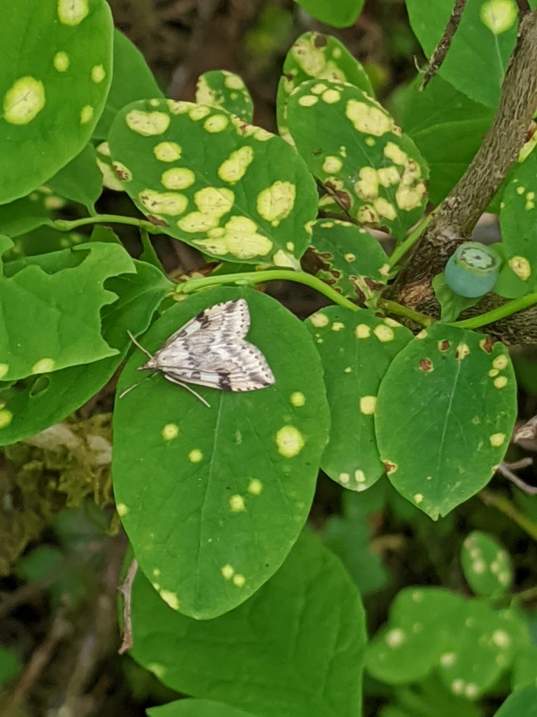Washington Udea Moth
