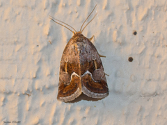 Deltote bellicula