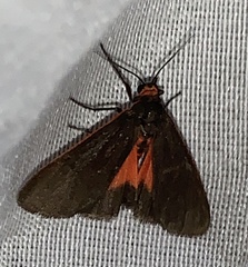 Virbia laeta