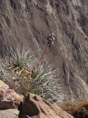Puya densiflora