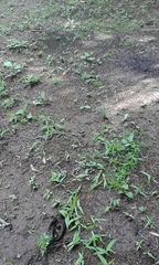 Leptodeira nigrofasciata