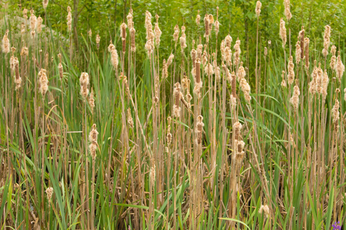 Typha latifolia