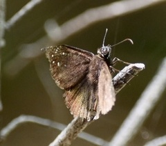 Ephyriades brunnea