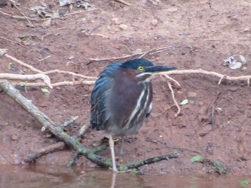 Green Heron photographed in Oklahoma