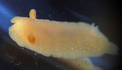 Cadlina modesta