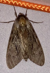 Lapara bombycoides