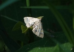 Elophila icciusalis