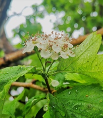 Crataegus chlorosarca