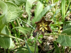Fritillaria atropurpurea