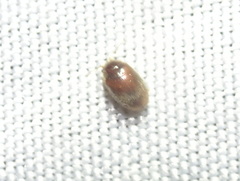 Bostrichoidea