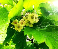 Crataegus chlorosarca