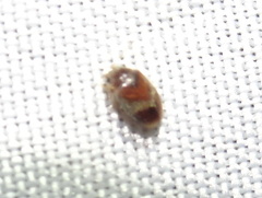 Bostrichoidea