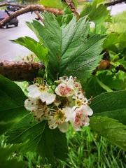 Crataegus chlorosarca