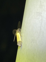Anacampsis coverdalella