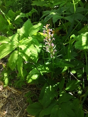 Galearis camtschatica