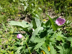 Geranium viscosissimum