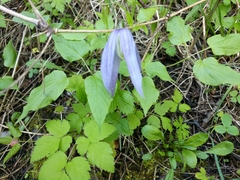Clematis occidentalis