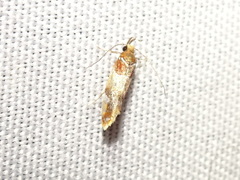 Epicallima argenticinctella