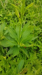 Lilium distichum