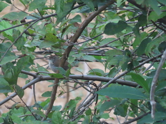 Cantorchilus leucotis