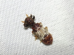 Pelonium leucophaeum