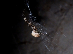 Zosis geniculata