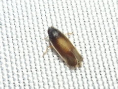 Haplaxius slossonae