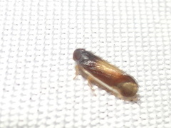 Haplaxius slossonae
